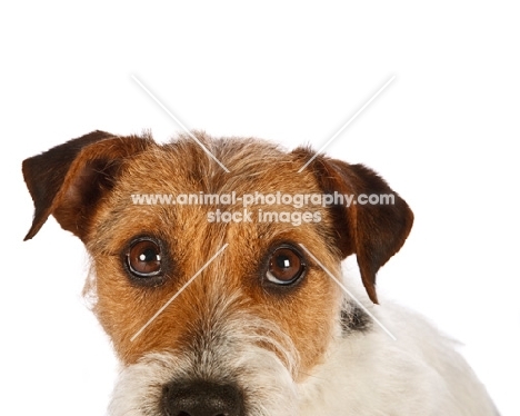 jack russell, portrait, on white background