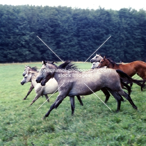 lipizzaner fillies cantering on hillside at st johan, piber, austria