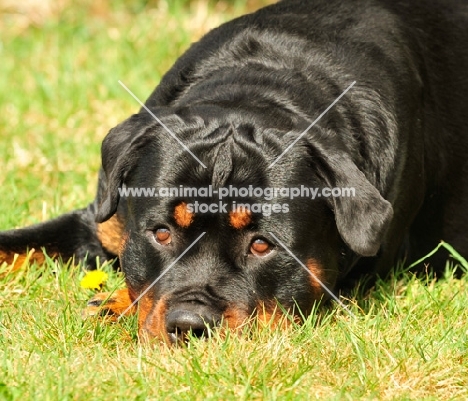 Rottweiler lying on grass