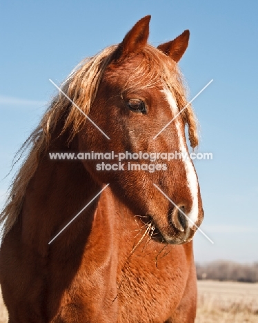 Morgan Horse portrait