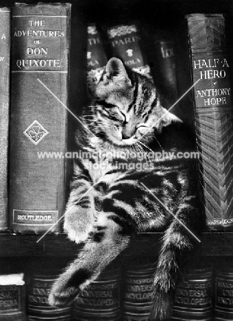 cute tabby kitten sleeping with old books