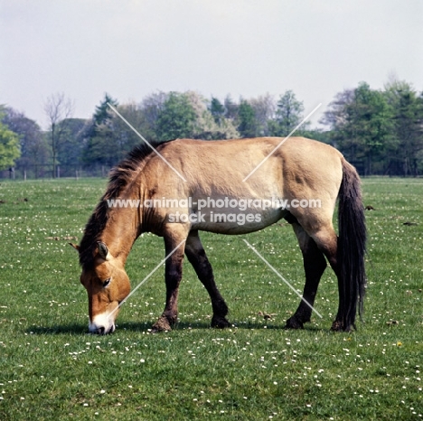 przewalski horse at whipsnade grazing peacefully
