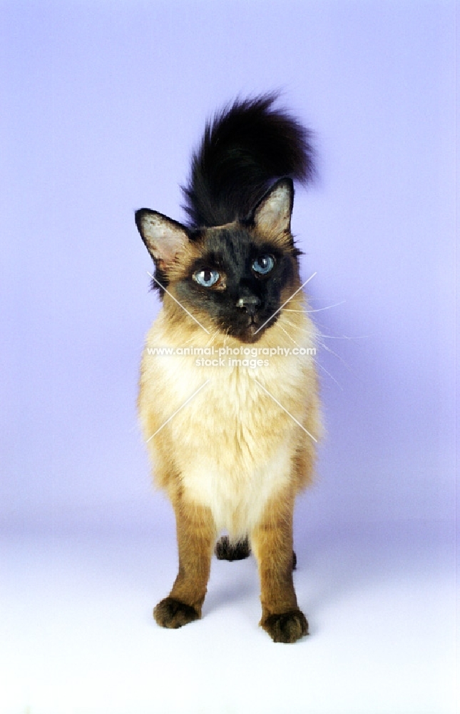 seal point balinese cat on purple background, front view