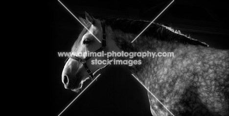 grey horse portrait, profile