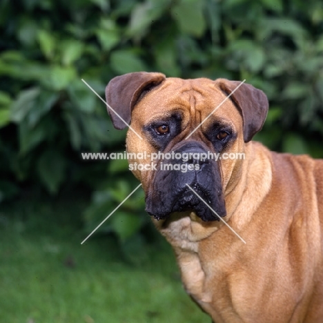 bullmastiff portrait