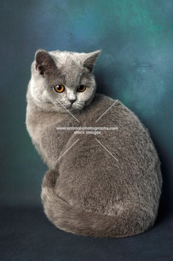 blue british shorthair cat looking down