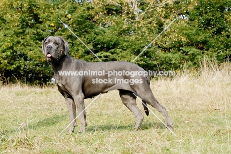 Cane Corso, on grass