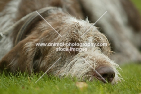 Italian Spinone resting on grass