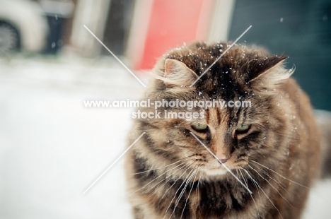 non pedigree cat outside in winter