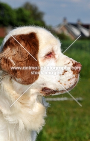 Clumber Spaniel profile