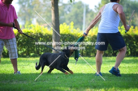 Beauceron attacking