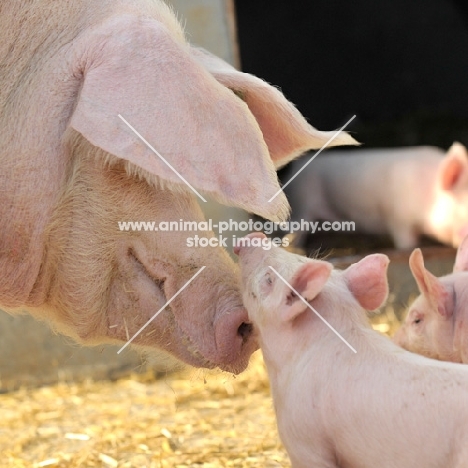 mother pig greeting piglet