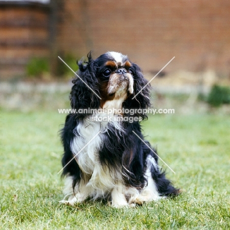 ch homehurst merry monarch,  king charles spaniel