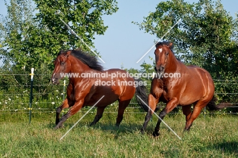 two Quarter horses running in field
