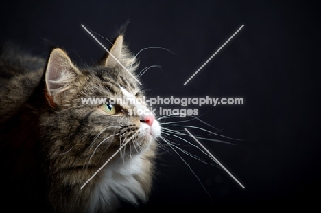 Close-up portrait of Alchimia Salina in front of a black background, studio shot