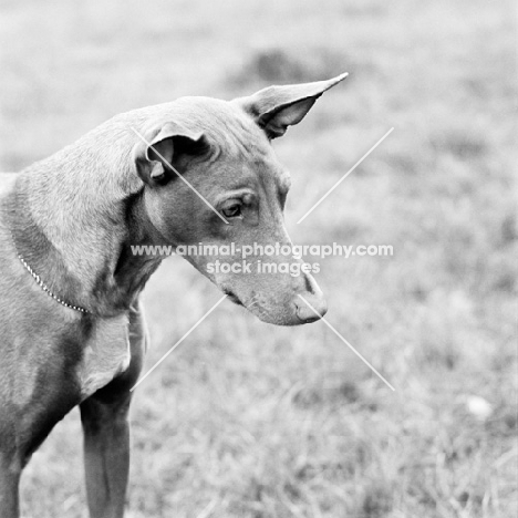 pharaoh hound looking down