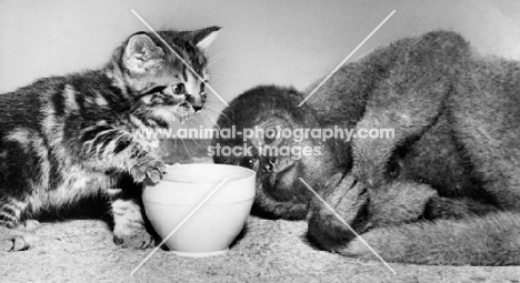 Woolly monkey laying down with tabby kitten and white bowl