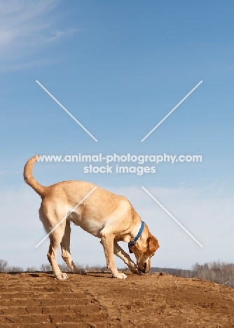 Labrador digging