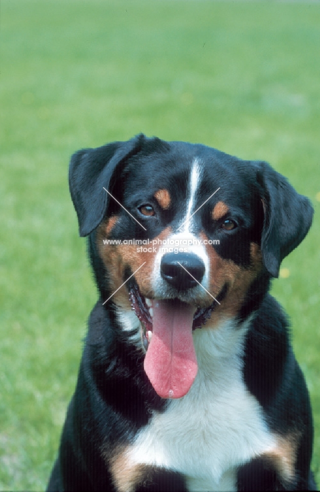 appenzeller sennenhund portrait