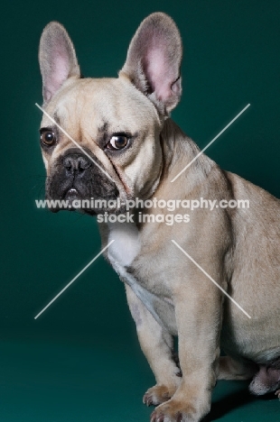 cute French Bulldog in green studio