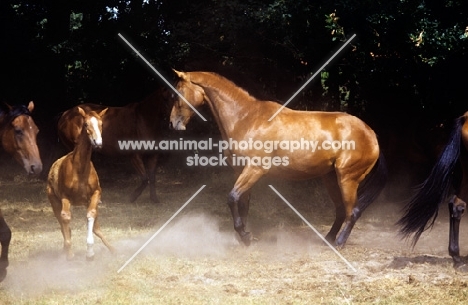 oldenburg horses and foal