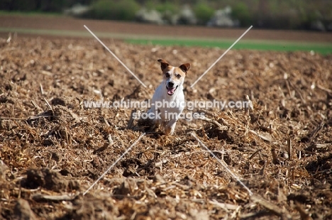 Jack Russell running in ploughed field