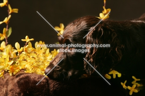 Boykin Spaniel near yellow flowers