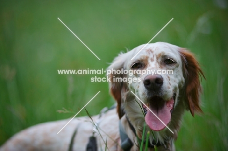 happy orange belton english setter in a field