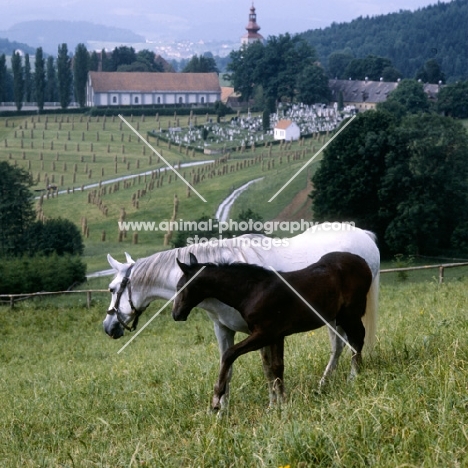 mares and foal with famous piber buildings in background
