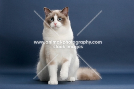 Seal Point Bi-Color ragdoll