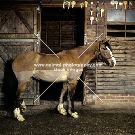 horse clip, cob in trace clip