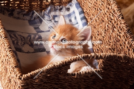 Maine Coon kitten in basket