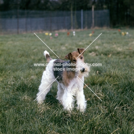 wire fox terrier with head on one side