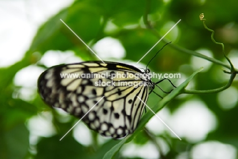 tree nymph butterfly side view