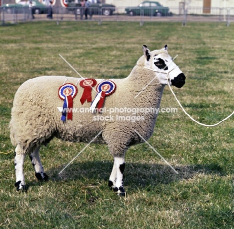 kerry hill ram with rosettes