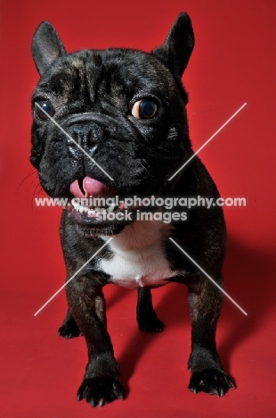 French Bulldog in red studio with tongue out