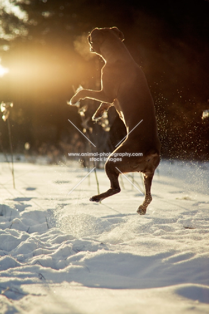 Boxer jumping in snow