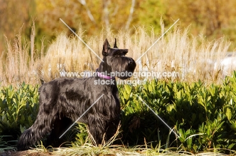 Black Standard Schnauzer, near greenery, side view