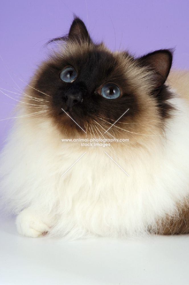 fluffy seal point birman cat looking up