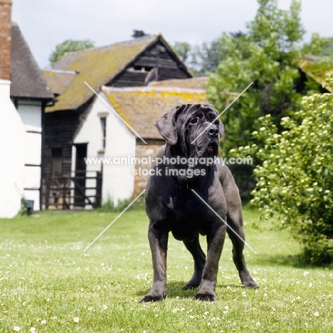 neapolitan mastiff at farm