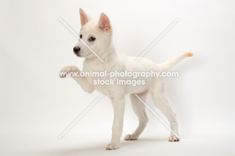 Kishu puppy, one leg up