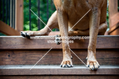detail shot of dog's paws on stairs