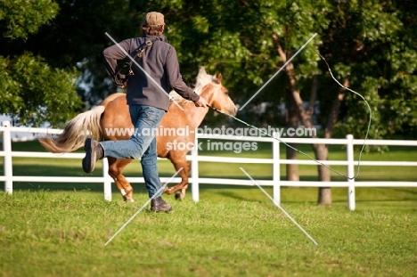 Palomino Quarter horse with man