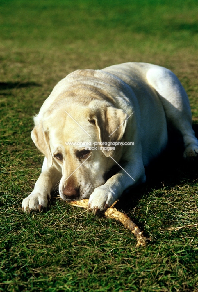 labrador chewing stick