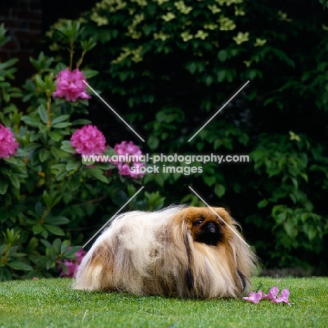  champion belknap ego,   pekingese in show coat