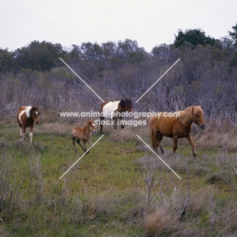 Four chincoteague ponies trotting and cantering on assateague island