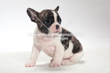 brindle and white Boston Terrier puppy, looking away