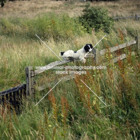 working type english springer spaniel jumping a fence

