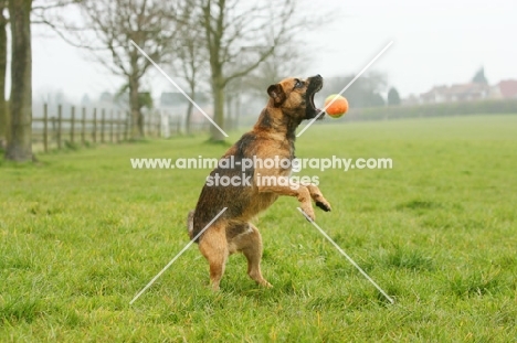 Border Terrier playing with ball