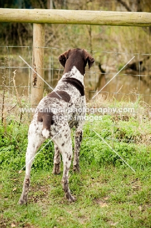 curious German Shorthaired Pointer